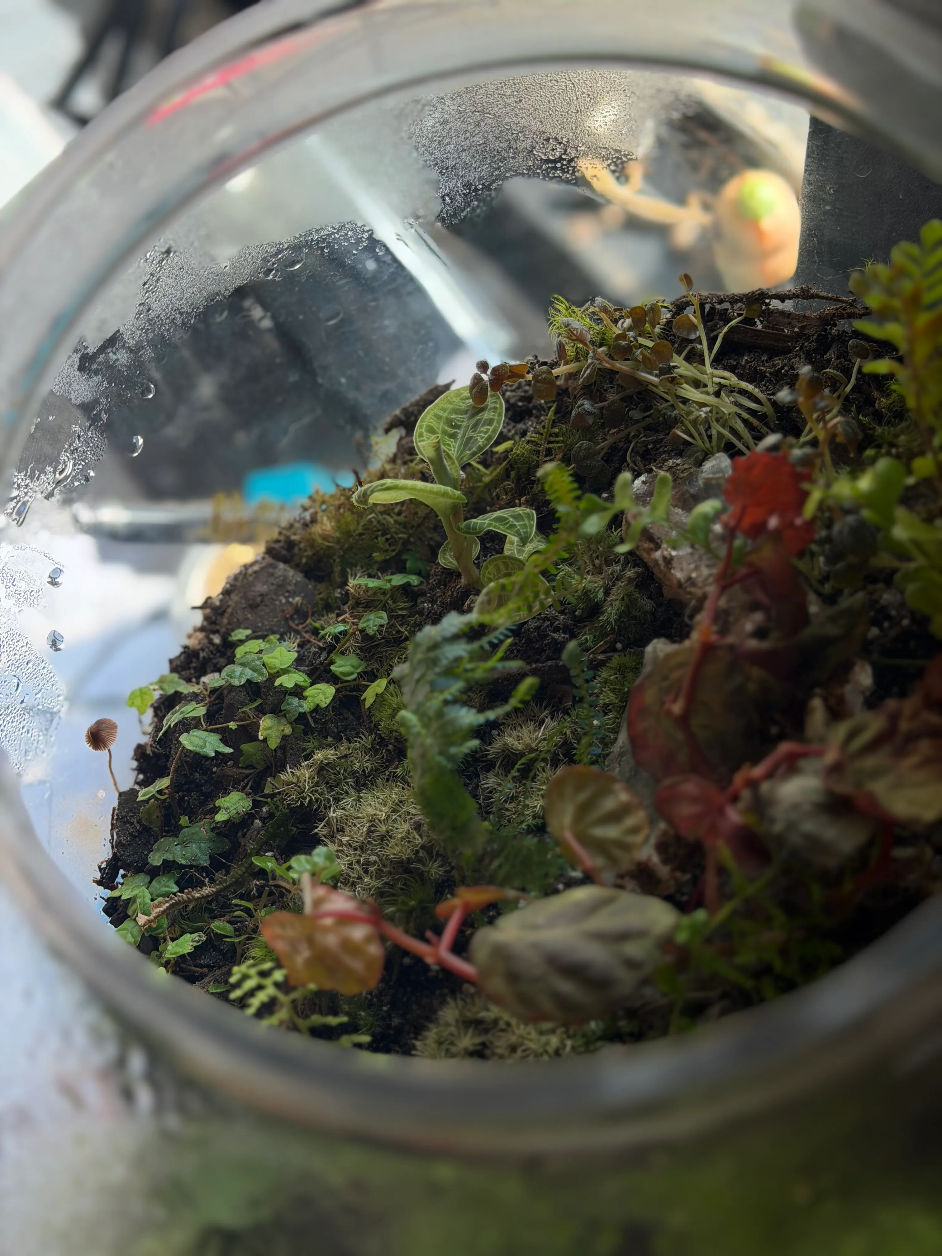 Looking down into a planted glass terrarium
