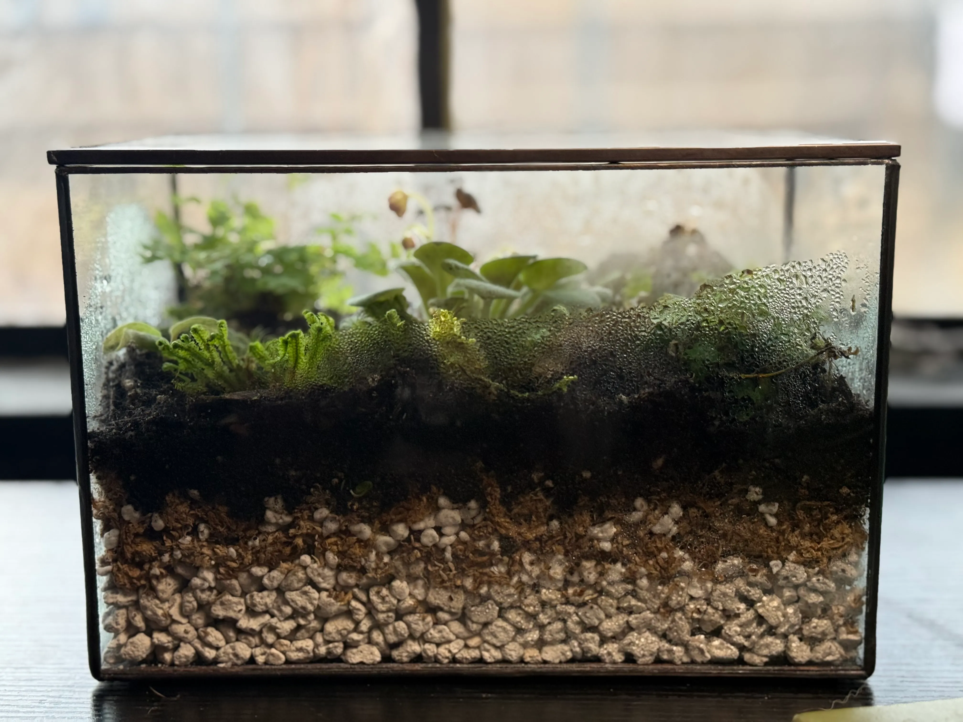 A trio of lidded apothecary-jar terrariums